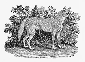 Bewick Prints: Bewick Dingo