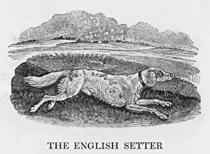 Bewick English Setter