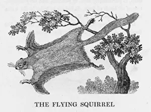 Bewick / Flying Squirrel