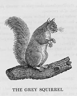 Sciurus Prints: Bewick / Grey Squirrel