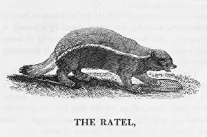 1790 Collection: Bewick / Honey Badger