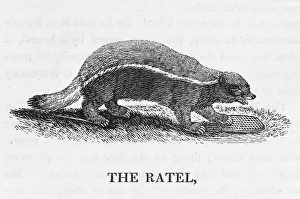 Lives Collection: Bewick / Honey Badger