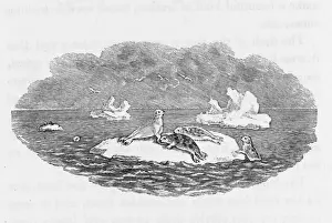 Bewick Prints: Bewick Hooded Seal