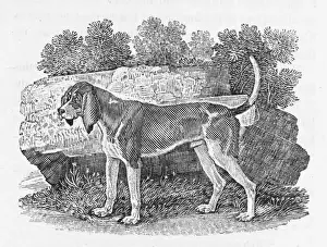 Bewick Prints: Bewick Hound