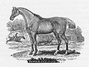 Bewick Hunter Horse Bewick Hunter Horse