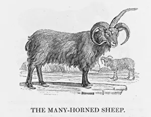 Bewick - Iceland Sheep