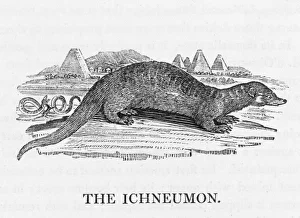 Domestic Cat (Bewick)