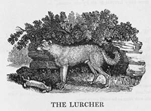Lurcher Collection: Bewick Lurcher
