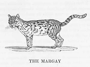 1790 Collection: Bewick / Margay