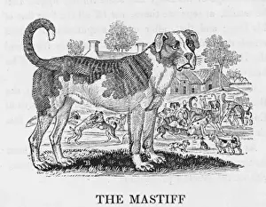 Bewick Mastiff