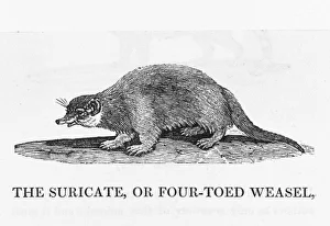 Bewick / Weasel - 2