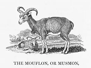 Goat Collection: Bewick / Mouflon