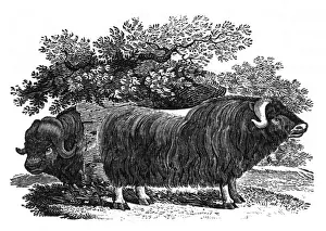Bewick Prints: Bewick - Musk Ox