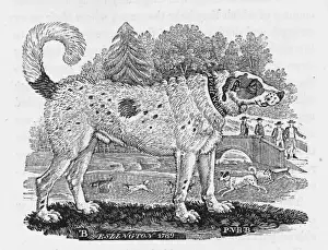 Households Prints: Bewick Newfoundland