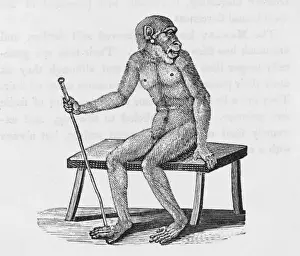Fascinated Prints: Bewick / Orang-Utan