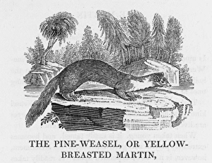 Bewick / Weasel - 2