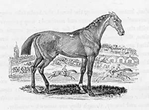 Bewick Prints: Bewick Race Horse