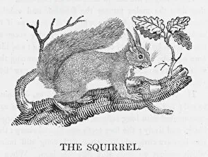 Bewick Collection: Bewick / Red Squirrel