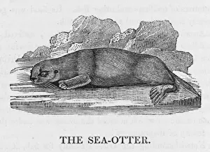 Bewick Prints: Bewick / Sea Otter
