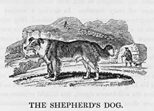 Shepherds Prints: Bewick Shepherds Dog