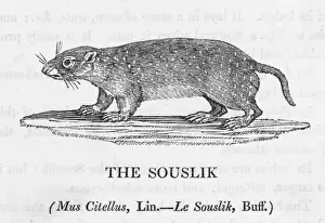 Lives Prints: Bewick / Souslik