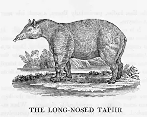 Bewick Prints: Bewick / Tapir