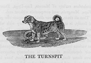 Bewick - Turnspit Bewick - Turnspit