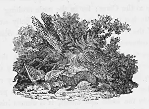 Weasel Prints: Bewick / Weasel - 2