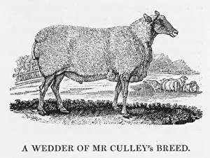 Bewick Prints: Bewick - Wedder Sheep