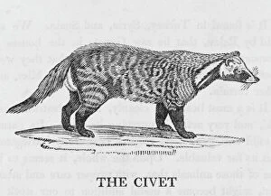 Bewick Collection: Bewick / Wombat