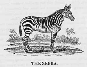 Ends Prints: Bewick / Zebra