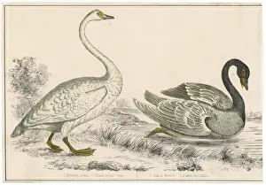 Necked Prints: Bewicks, Blackneckedswan