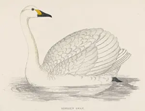 Cygnus Prints: Bewicks Swan