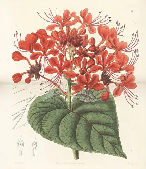 Flowered Prints: Bhat or hill glory bower, Clerodendrum infortunatum
