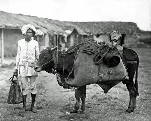 Trader Prints: Bheestie, or water carrier, with bullock, India