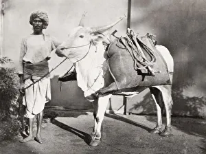 Bhisti, water carrier with his bags on an ox, India