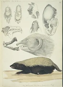 Arctoidea Prints: BhԲsiah ursitaxis inauritus