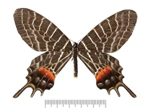 Swallow Tailed Butterfly Prints: Bhutanitis ludlowi, Bhutan glory