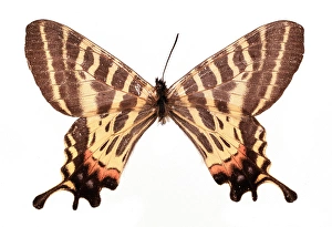 Forrest Gallery: Bhutanitis (Yunnanopapilio) mansfieldi, two-tailed Bhutan gl
