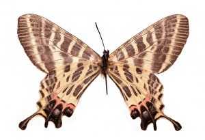 Forrest Gallery: Bhutanitis (Yunnanopapilio) mansfieldi, two-tailed Bhutan gl