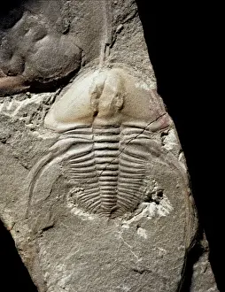 Cambrian Prints: Biceratops, trilobite