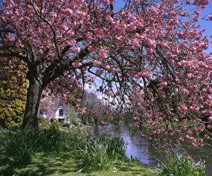 Bickleigh Cottage on the River Exe, Devon