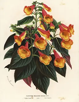 Bicolor Prints: Bicolor Achimenantha x naegelioides cultivar