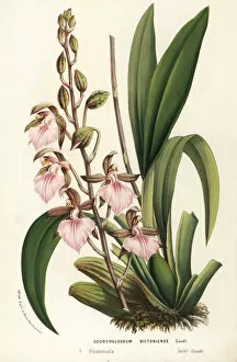 Jardins Collection: Bicton rhynchostylis orchid, Rhynchostele bictoniensis