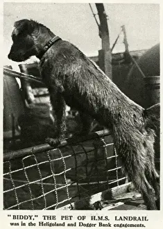 Biddy Prints: Biddy, WW1 naval dog mascot, 1916