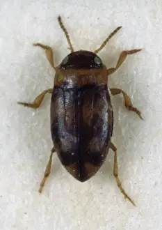 Aquatic Prints: Bidessus minutissimus, diving water beetle