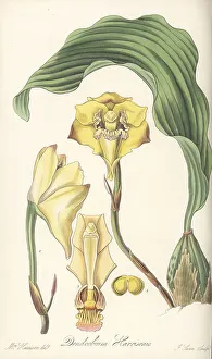 Bifrenaria harrisoniae orchid