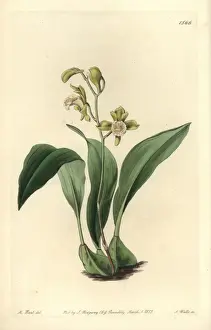 Sarahanndrake Prints: Bifrenaria racemosa orchid