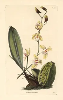 Bifrenaria racemosa orchid