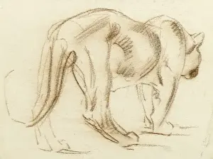 Puma Prints: Big cat
